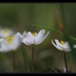 Photographie n°2293433 du taxon Anemone nemorosa L. [1753]