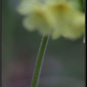 Photographie n°2293435 du taxon Primula elatior (L.) Hill [1765]