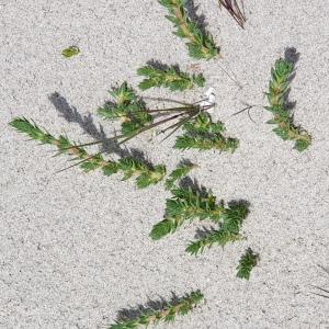 Photographie n°2293491 du taxon Crucianella maritima L. [1753]