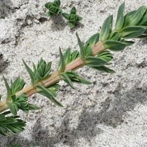Photographie n°2293492 du taxon Crucianella maritima L. [1753]