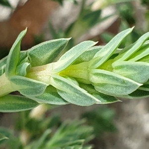 Photographie n°2293493 du taxon Crucianella maritima L. [1753]