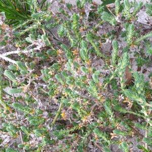 Photographie n°2293494 du taxon Crucianella maritima L. [1753]