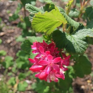 Photographie n°2293550 du taxon Ribes sanguineum Pursh [1814]