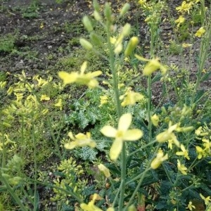 Photographie n°2293568 du taxon Brassica oleracea L. [1753]