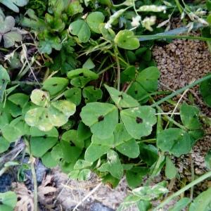 Photographie n°2293600 du taxon Medicago arabica (L.) Huds. [1762]