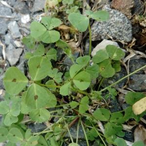 Photographie n°2293602 du taxon Medicago arabica (L.) Huds. [1762]