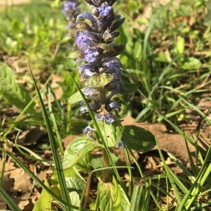 Photographie n°2293603 du taxon Ajuga reptans L. [1753]