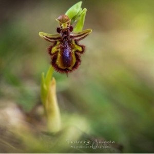 Photographie n°2293606 du taxon Ophrys speculum Link [1799]