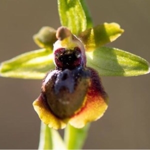 Photographie n°2293612 du taxon Ophrys virescens Philippe [1859]