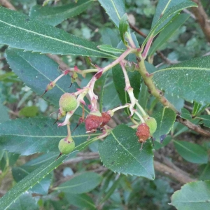 Photographie n°2293617 du taxon Arbutus unedo L. [1753]