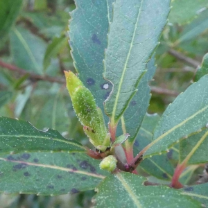 Photographie n°2293619 du taxon Arbutus unedo L. [1753]