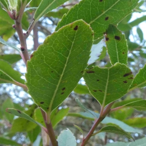 Photographie n°2293620 du taxon Arbutus unedo L. [1753]