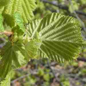 Photographie n°2293649 du taxon Corylus avellana L. [1753]