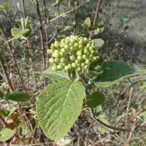 Photographie n°2293663 du taxon Viburnum lantana L. [1753]