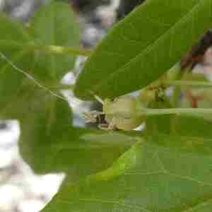 Photographie n°2293672 du taxon Acer monspessulanum L. [1753]