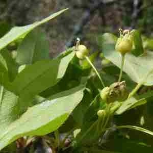 Photographie n°2293673 du taxon Acer monspessulanum L. [1753]