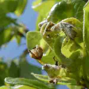 Photographie n°2293675 du taxon Acer monspessulanum L. [1753]