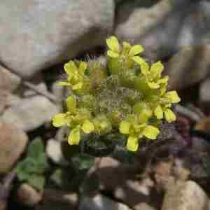 Photographie n°2293692 du taxon Alyssum simplex Rudolphi [1799]