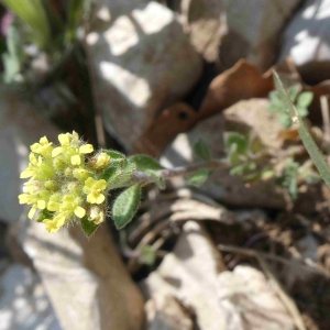 Photographie n°2293693 du taxon Alyssum simplex Rudolphi [1799]