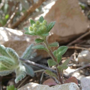 Photographie n°2293694 du taxon Alyssum simplex Rudolphi [1799]