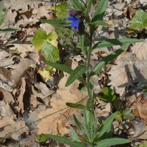Photographie n°2293725 du taxon Buglossoides purpurocaerulea (L.) I.M.Johnst. [1954]