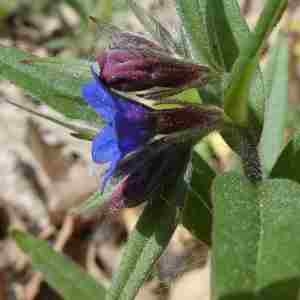 Photographie n°2293726 du taxon Buglossoides purpurocaerulea (L.) I.M.Johnst. [1954]