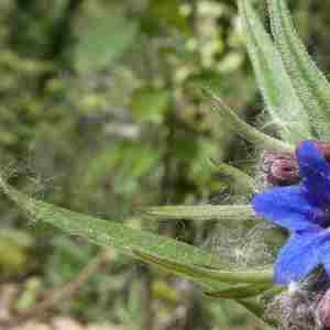 Photographie n°2293729 du taxon Buglossoides purpurocaerulea (L.) I.M.Johnst. [1954]