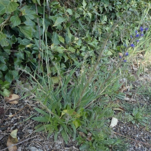 Photographie n°2293730 du taxon Echium vulgare L. [1753]