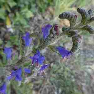 Photographie n°2293731 du taxon Echium vulgare L. [1753]