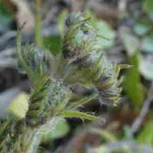 Photographie n°2293734 du taxon Echium vulgare L. [1753]