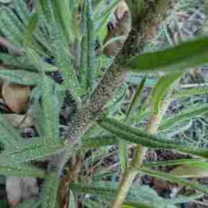 Photographie n°2293735 du taxon Echium vulgare L. [1753]