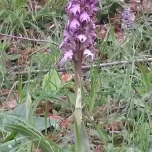 Photographie n°2293742 du taxon Himantoglossum robertianum (Loisel.) P.Delforge [1999]