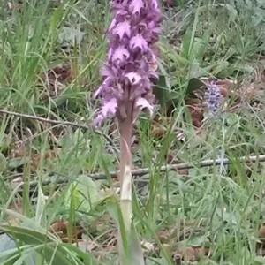 Photographie n°2293743 du taxon Himantoglossum robertianum (Loisel.) P.Delforge [1999]