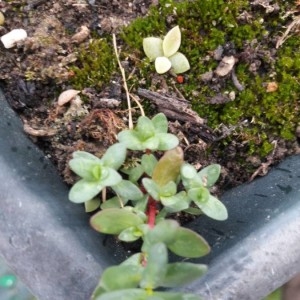Photographie n°2293744 du taxon Lythrum hyssopifolia L. [1753]