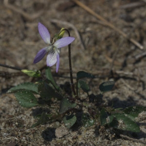 Photographie n°2293760 du taxon Viola lactea Sm. [1798]
