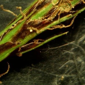 Photographie n°2293794 du taxon Carex depressa Link [1800]