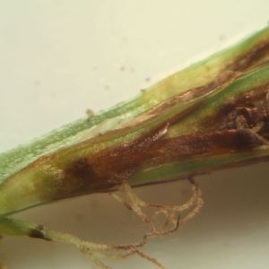 Photographie n°2293795 du taxon Carex depressa Link [1800]