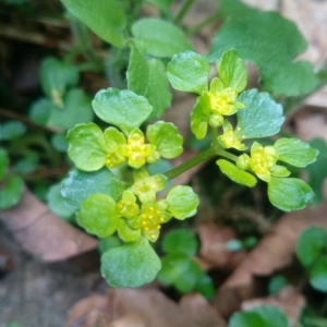 Photographie n°2293829 du taxon Chrysosplenium oppositifolium L. [1753]