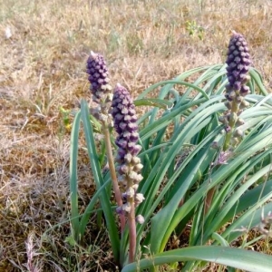 Photographie n°2293887 du taxon Muscari comosum (L.) Mill. [1768]