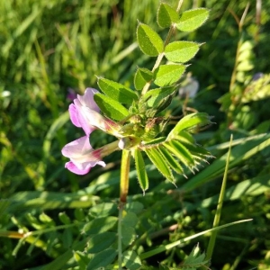 Photographie n°2293917 du taxon Vicia sativa L. [1753]