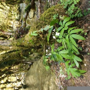 Photographie n°2293931 du taxon Cardamine heptaphylla (Vill.) O.E.Schulz