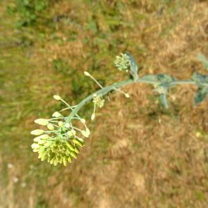 Photographie n°2293968 du taxon Brassica napus L. [1753]