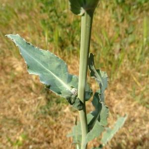 Photographie n°2293972 du taxon Brassica napus L. [1753]