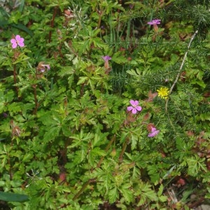 Photographie n°2293997 du taxon Geranium robertianum L.