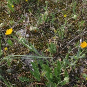 Photographie n°2294001 du taxon Calendula arvensis L. [1763]