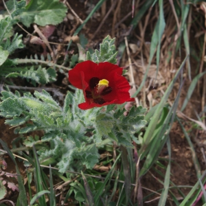  - Glaucium corniculatum var. corniculatum 