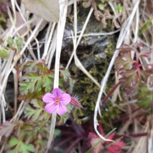 Photographie n°2294072 du taxon Geranium robertianum L.