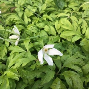 Photographie n°2294109 du taxon Anemone nemorosa L. [1753]