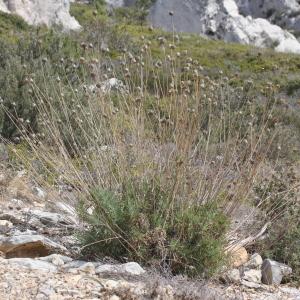 Photographie n°2294115 du taxon Cephalaria leucantha (L.) Schrad. ex Roem. & Schult.