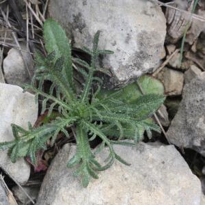 Photographie n°2294118 du taxon Centaurea diffusa Lam.